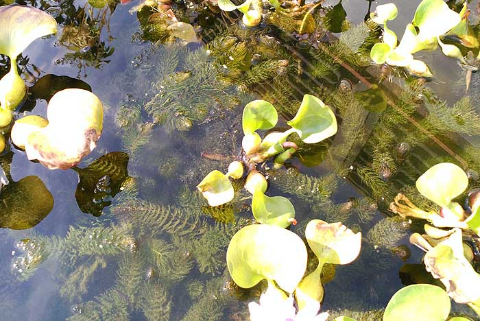 Planta para piscina ecologica biofriltro